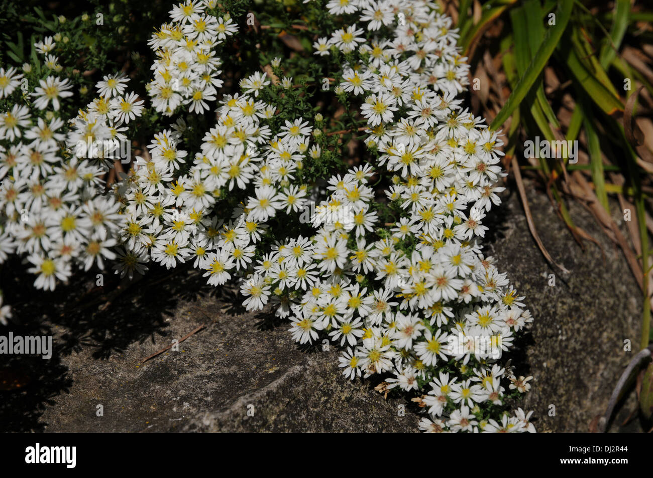 Aster Heath Foto Stock