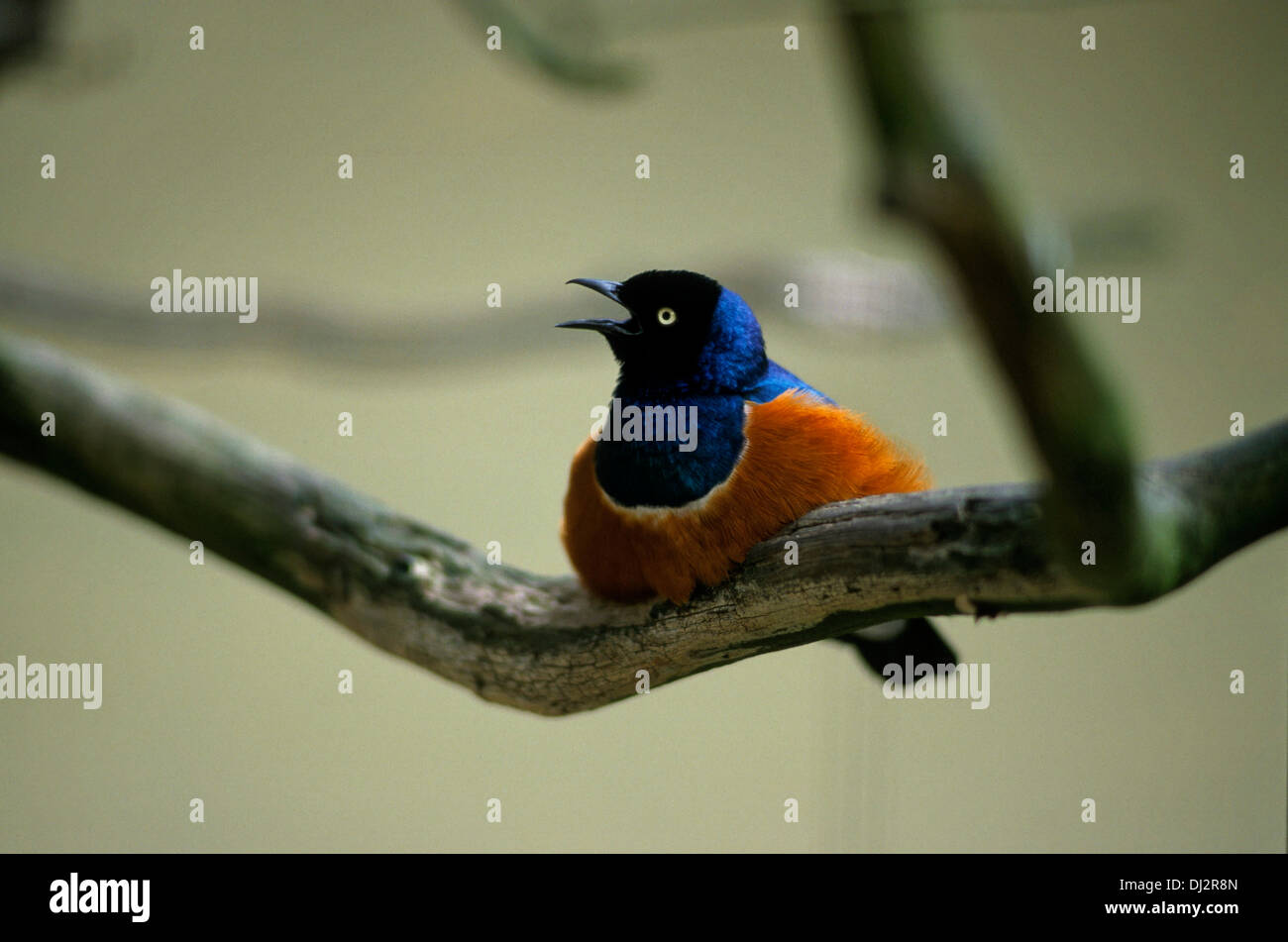 Superba Starling (Lamprotornis superbus), Dreifarben-Glanzstar (Lamprotornis superbus) Foto Stock