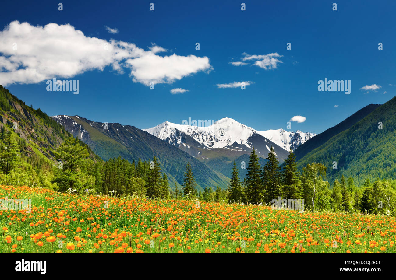 Paesaggio di montagna con campo di fioritura e cielo blu Foto Stock