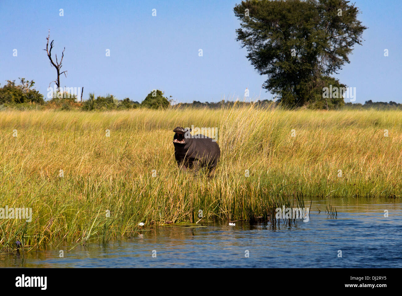 Un ippopotamo spicca tra le canne in acqua safari camp in Eagle Island Camp da Orient Express , al di fuori della Moremi Foto Stock