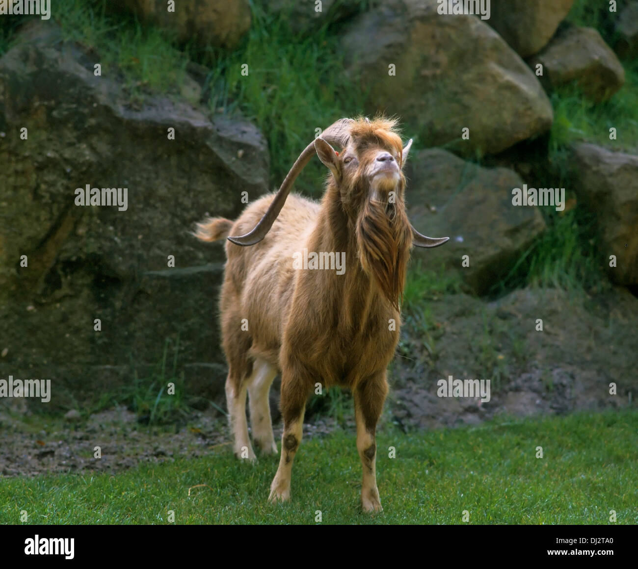 Thüringer Waldziege, capra della Turingia Foto Stock