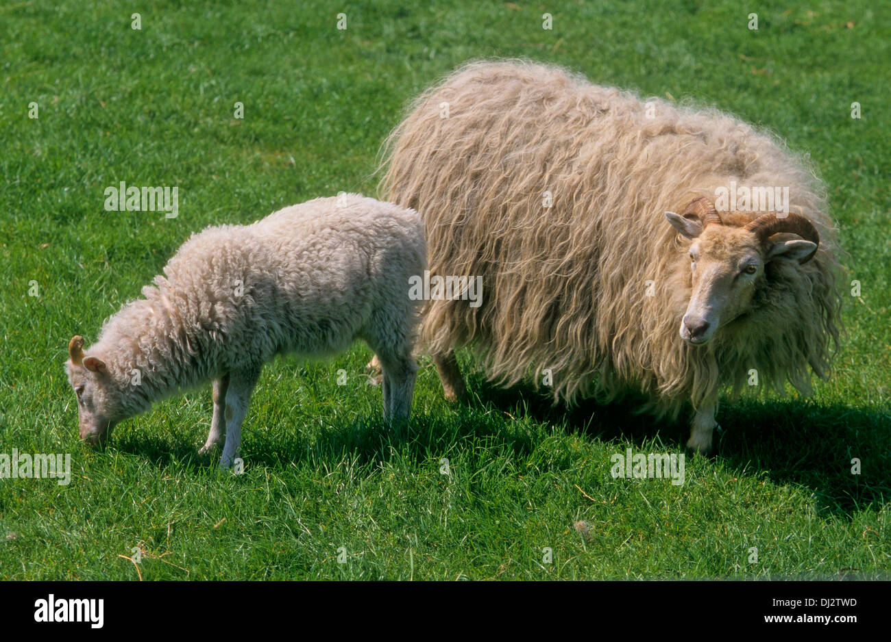 Corno Bianco Heath, Weiße Gehörnte Heidschnucke Foto Stock