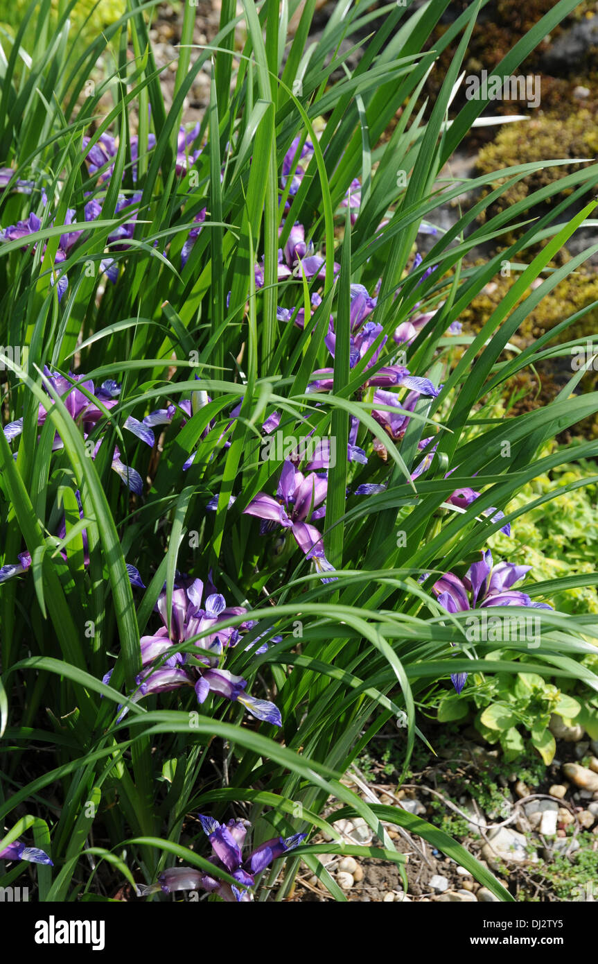 Erba-lasciava in bandiera Foto Stock