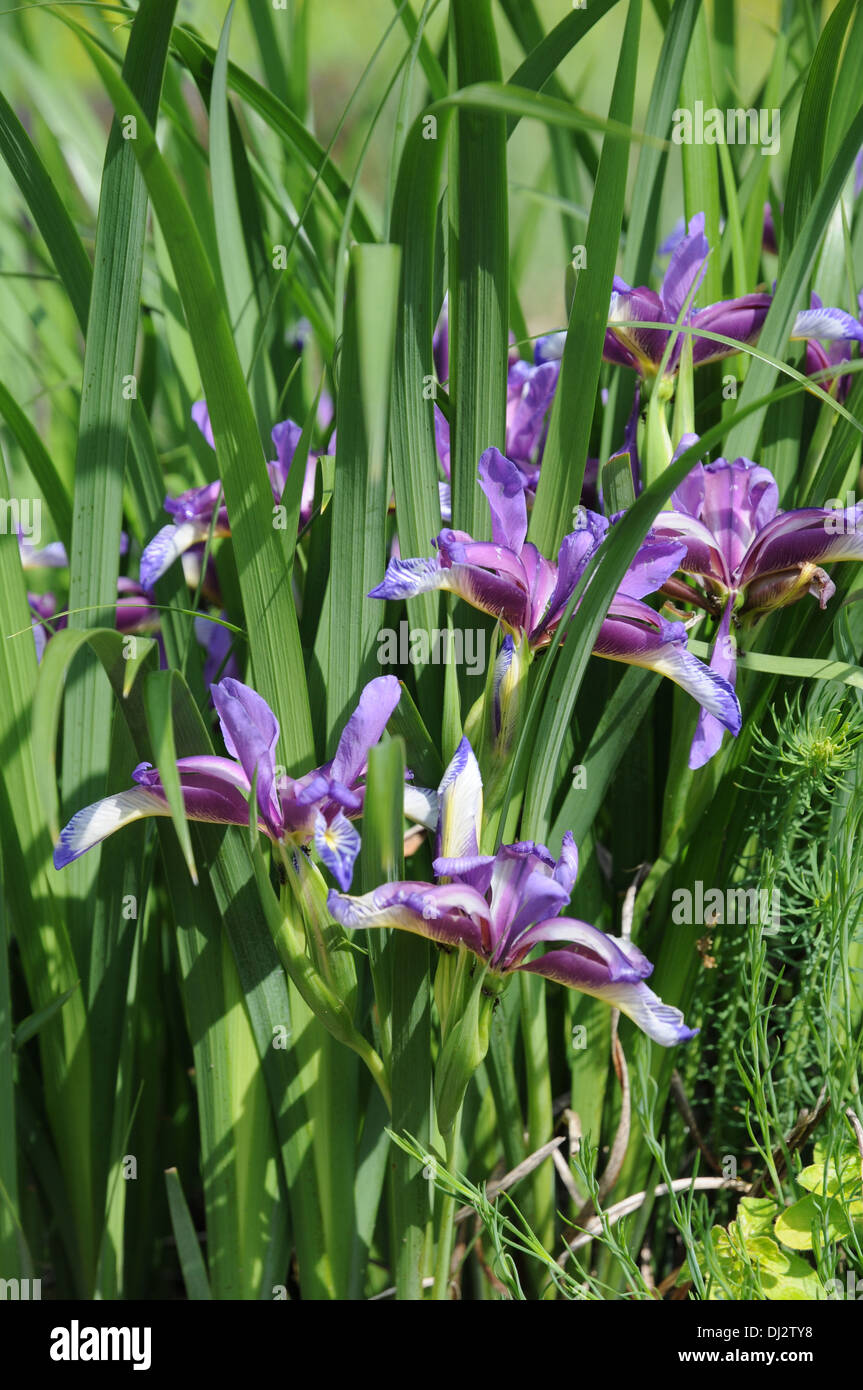 Erba-lasciava in bandiera Foto Stock