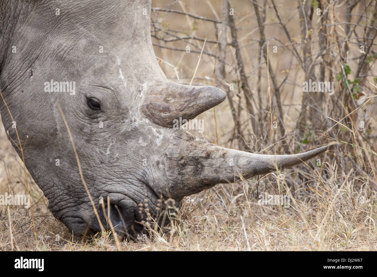 White Rhino (Ceratotherium simum) Foto Stock