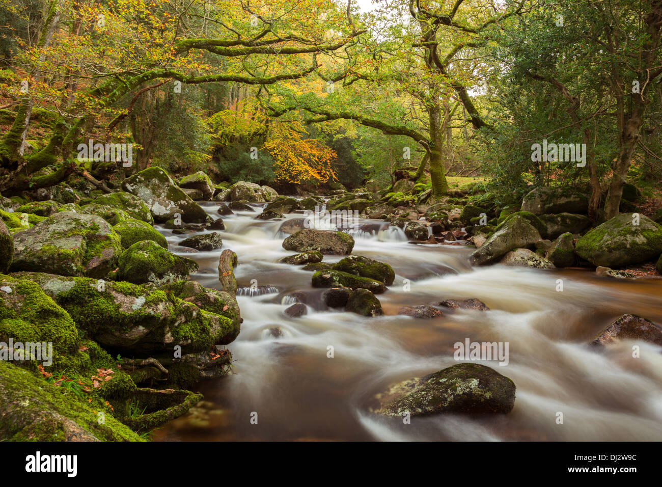 Il fiume Plym a Dewerstone boschi in autunno Parco Nazionale di Dartmoor Devon UK Foto Stock
