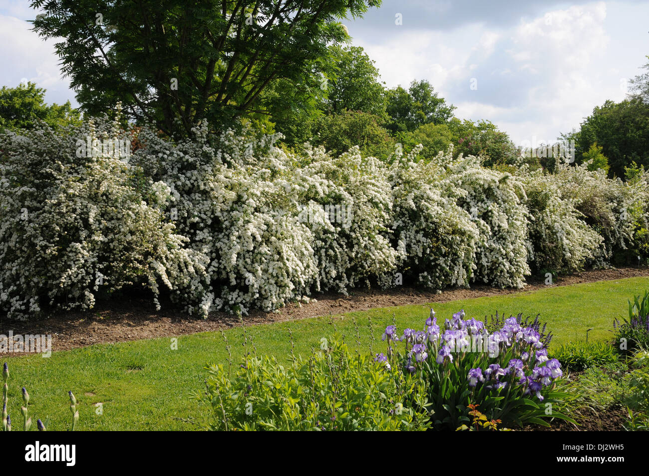 Spiraea, fioritura hedge Foto Stock