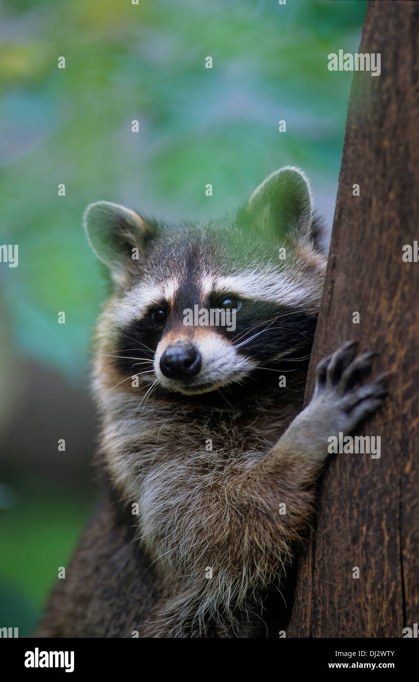 Procione comune, North American raccoon, northern raccoon, Waschbär (Procione lotor), Nordamerikanischer Waschbär, Foto Stock