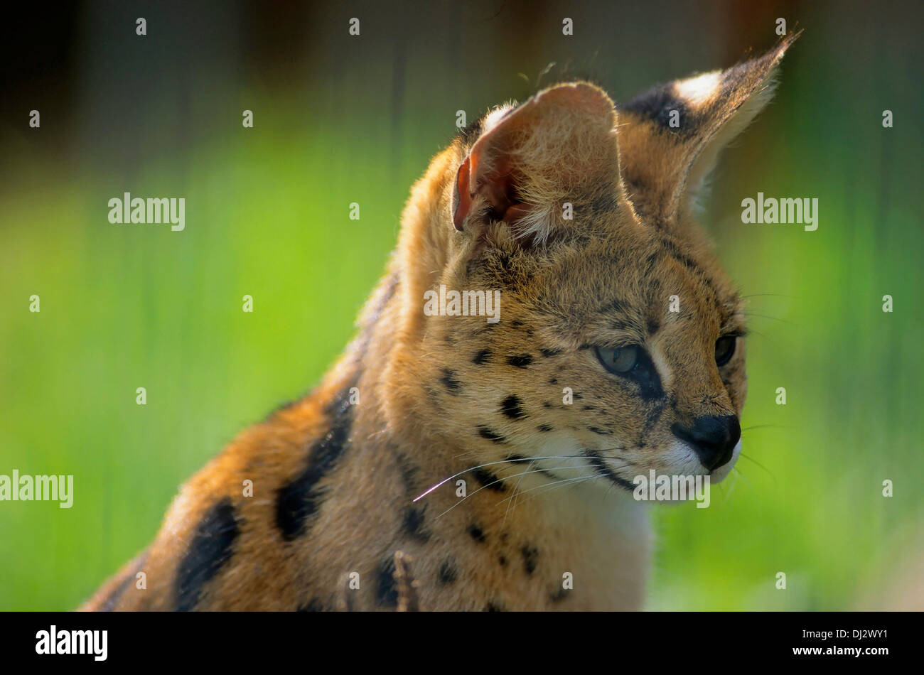 Serval (Leptailurus serval) Foto Stock