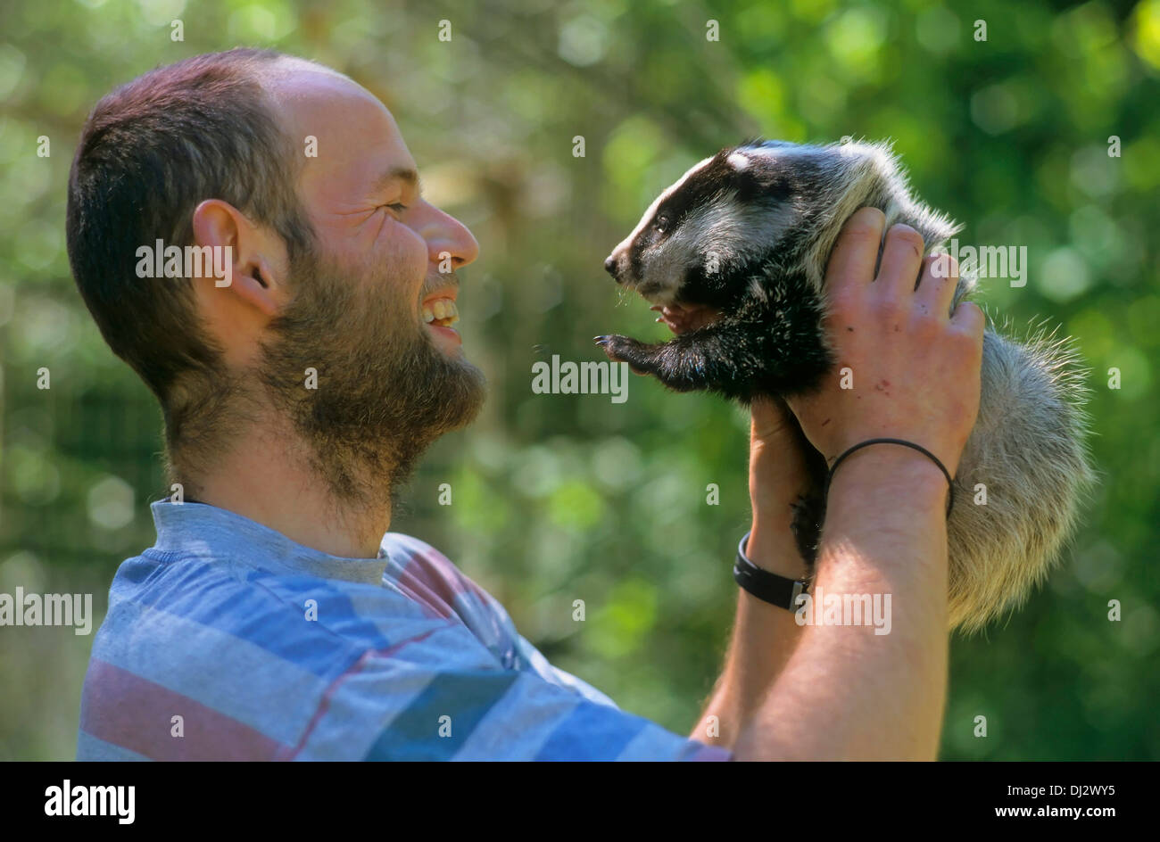 Zoo: Dachs, Tierpfleger: C. Ohm Dachs (Meles meles), Europäischer Dachs Foto Stock