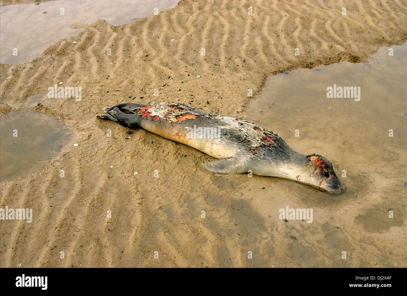 Guarnizione di tenuta del porto (Phoca vitulina), guarnizione morto sulla spiaggia, Seehund, Seehund (Phoca vitulina), toter Seehund am Strand, Foto Stock