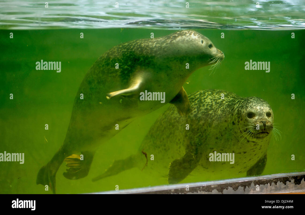 Seehunde unter Wasser, Seehund (Phoca vitulina), hinter Panzerglas, unter Wasse Foto Stock