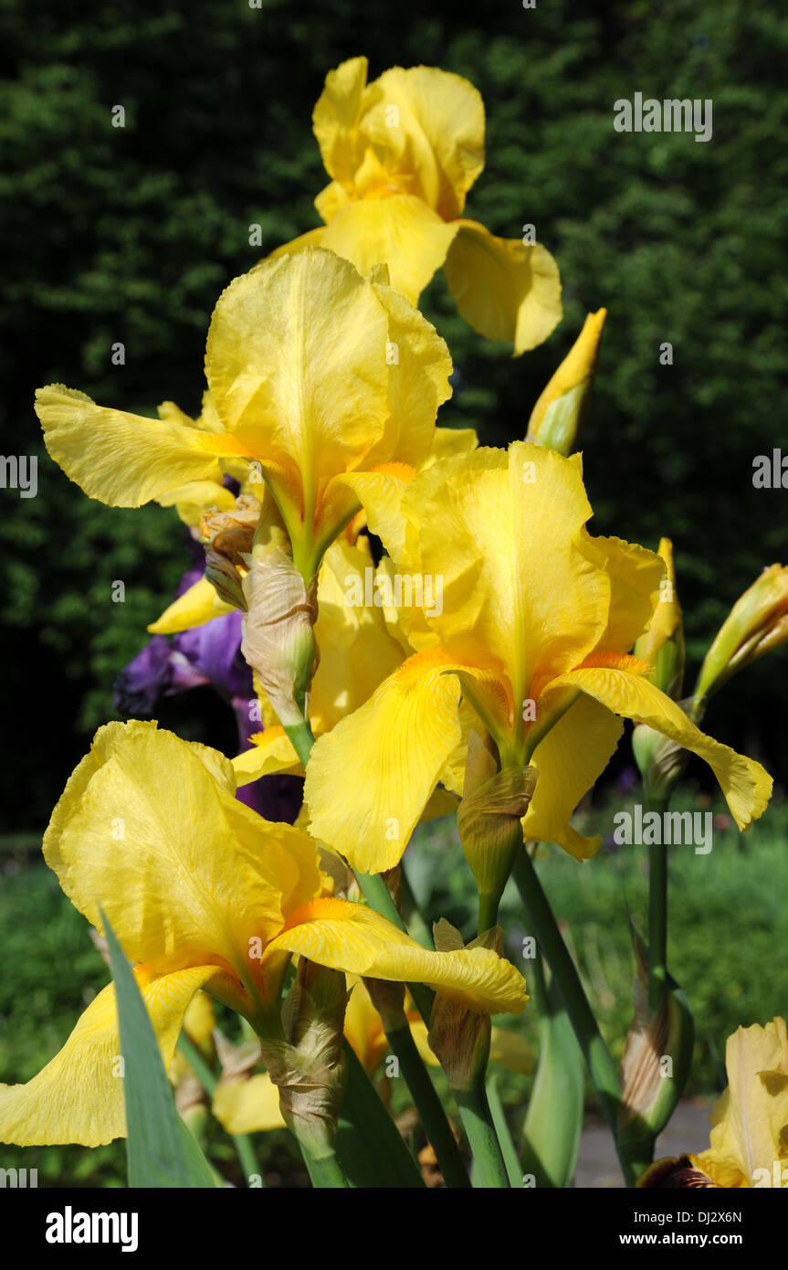 Giaggiolo Foto Stock