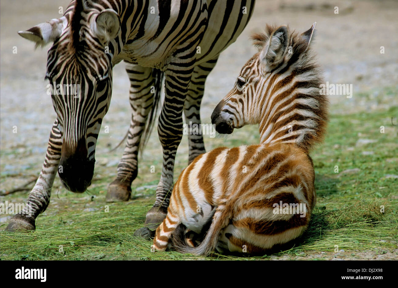 Le pianure zebra (Equus quagga), (Equus burchelli), comune zebra Burchell, la zebra, Grant-Zebra Fohlen, Steppenzebra, Pferdezebra Foto Stock