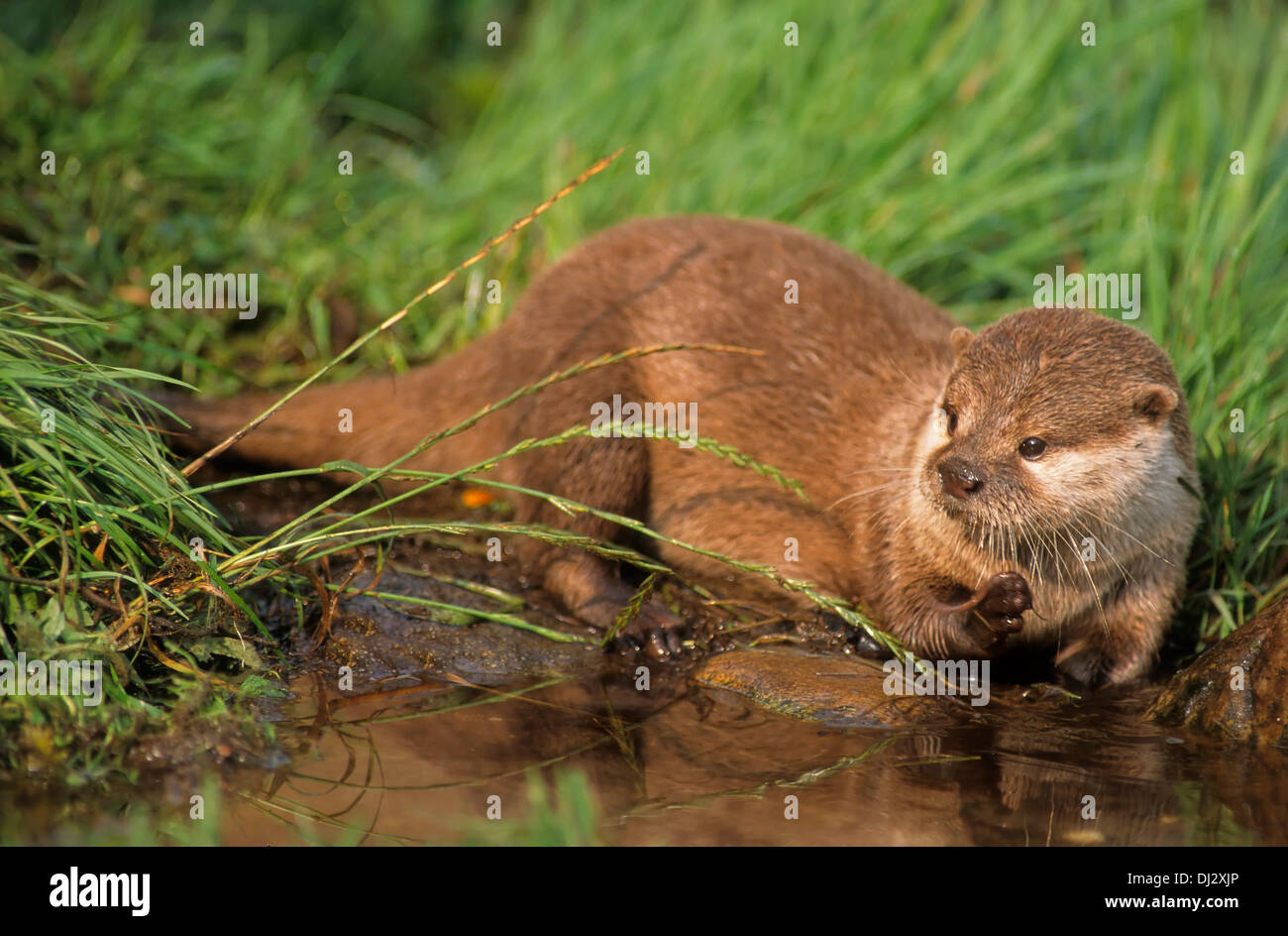 Oriental piccoli artigli lontra (Aonyx cinerea), Asian piccoli artigli lontra, Zwergotter (Aonyx cinerea), Kurzkrallenotter Foto Stock