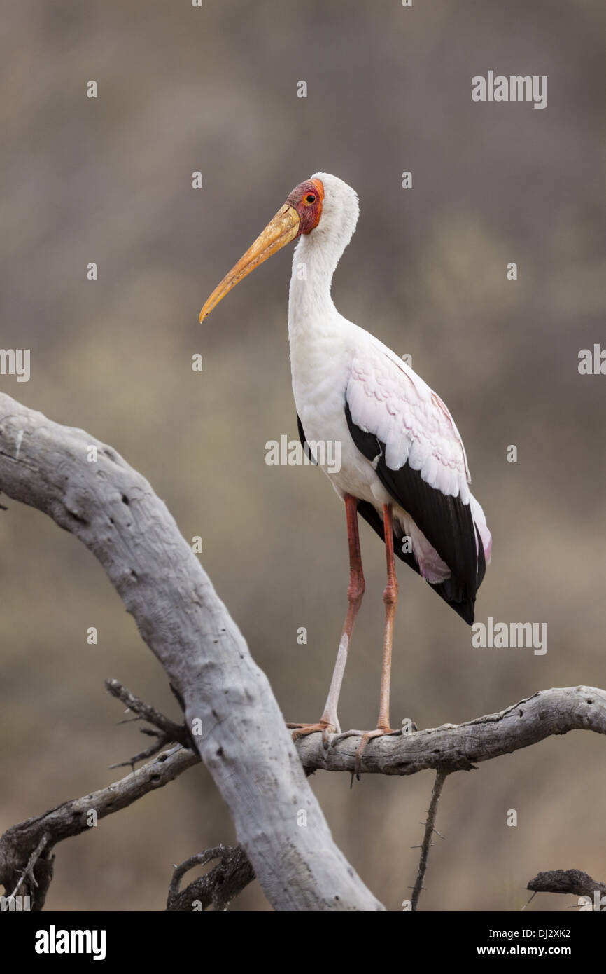 Fame (Mycteria ibis) Foto Stock