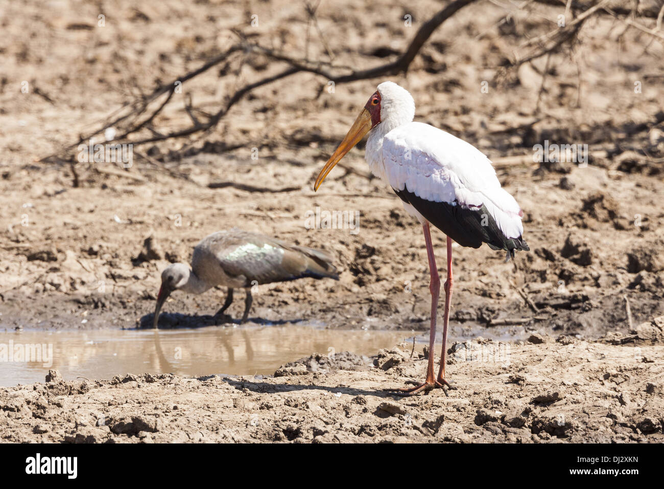 Fame (Mycteria ibis) Foto Stock