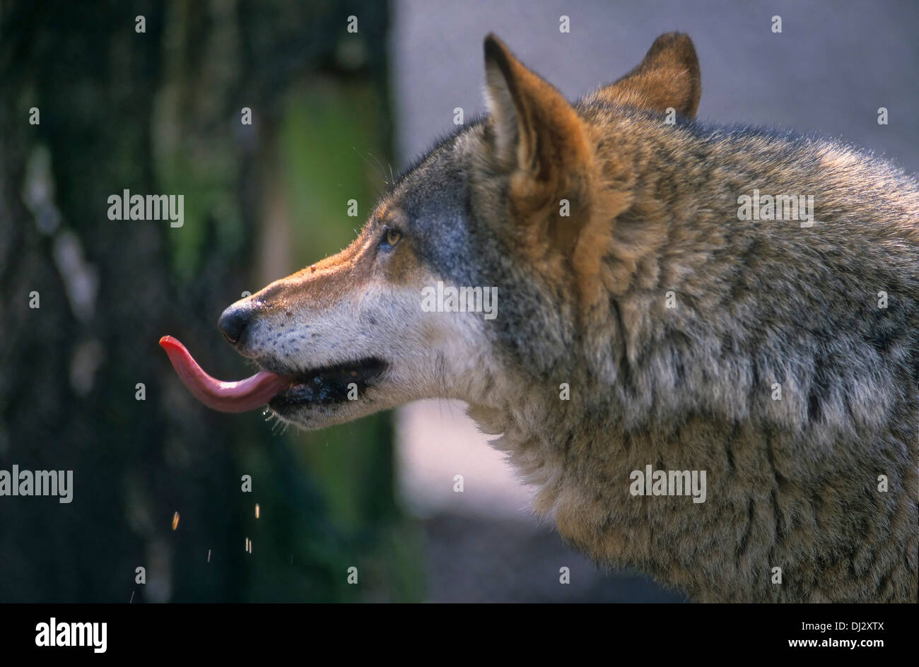 Lupo europeo, lupo (Canis lupus), europäischer Wolf, Lupo (Canis lupus), grigio Lupo Lupo grigio Foto Stock