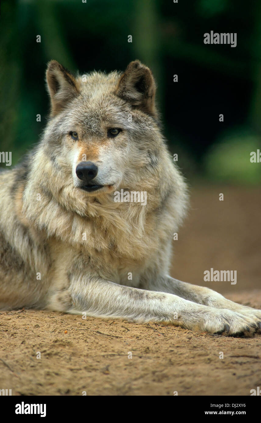 Valle di Mackenzie lupo (Canis lupus occidentalis), legname canadese Wolf, Mackenzie-Wolf (Canis lupus occidentalis) Foto Stock