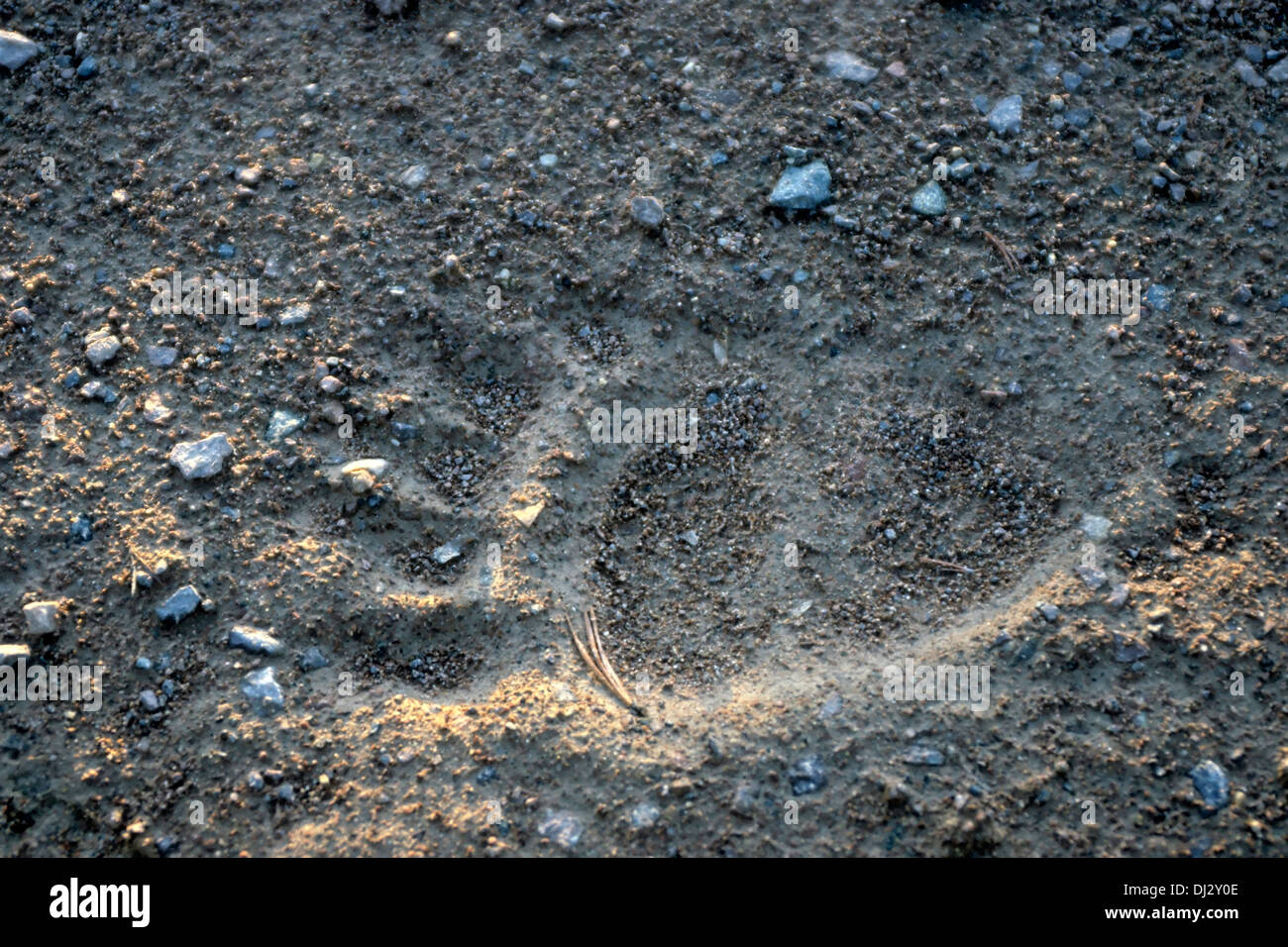 Footprint dell'orso bruno, l'orso bruno (Ursus arctos), Fußspur des Braunbärs, Braunbär (Ursus arctos) Foto Stock