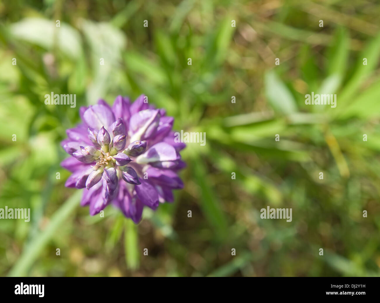 Fiore di lupino in un campo, vista da sopra Foto Stock