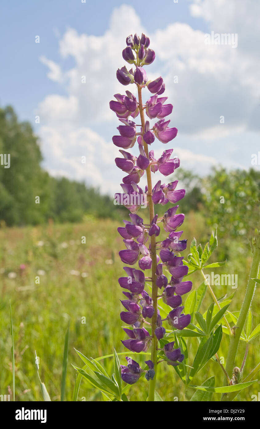 Fiore di lupino in un campo in una giornata di sole Foto Stock