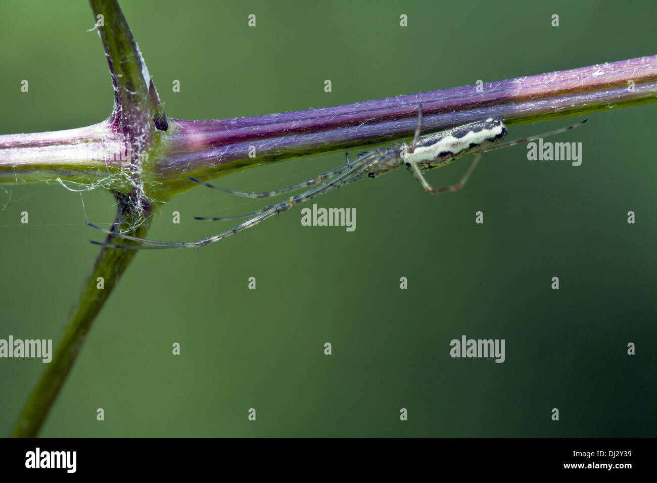 Tetragnatha montana, a lungo con ganasce tessitore orb Foto Stock