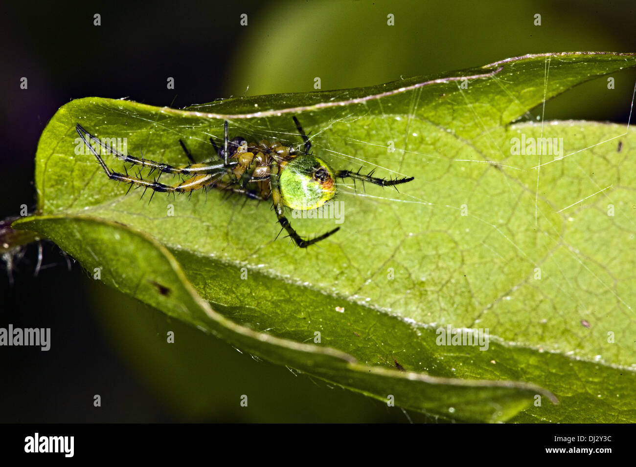 Cucumber green Spider, Araniella curcubitina Foto Stock