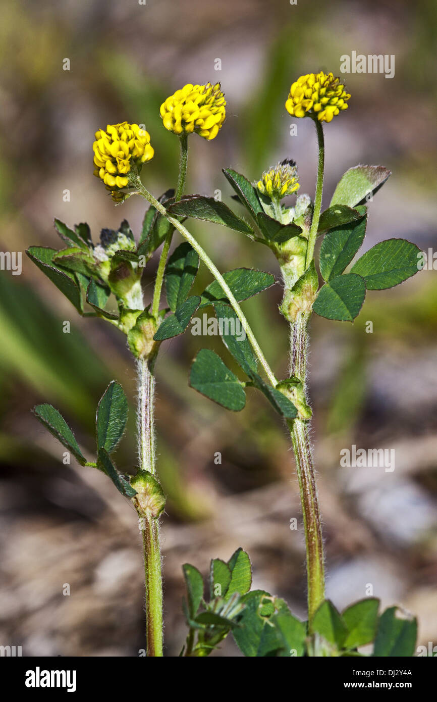 Minor Hop, Trifoglio Trifolium dubium Foto Stock