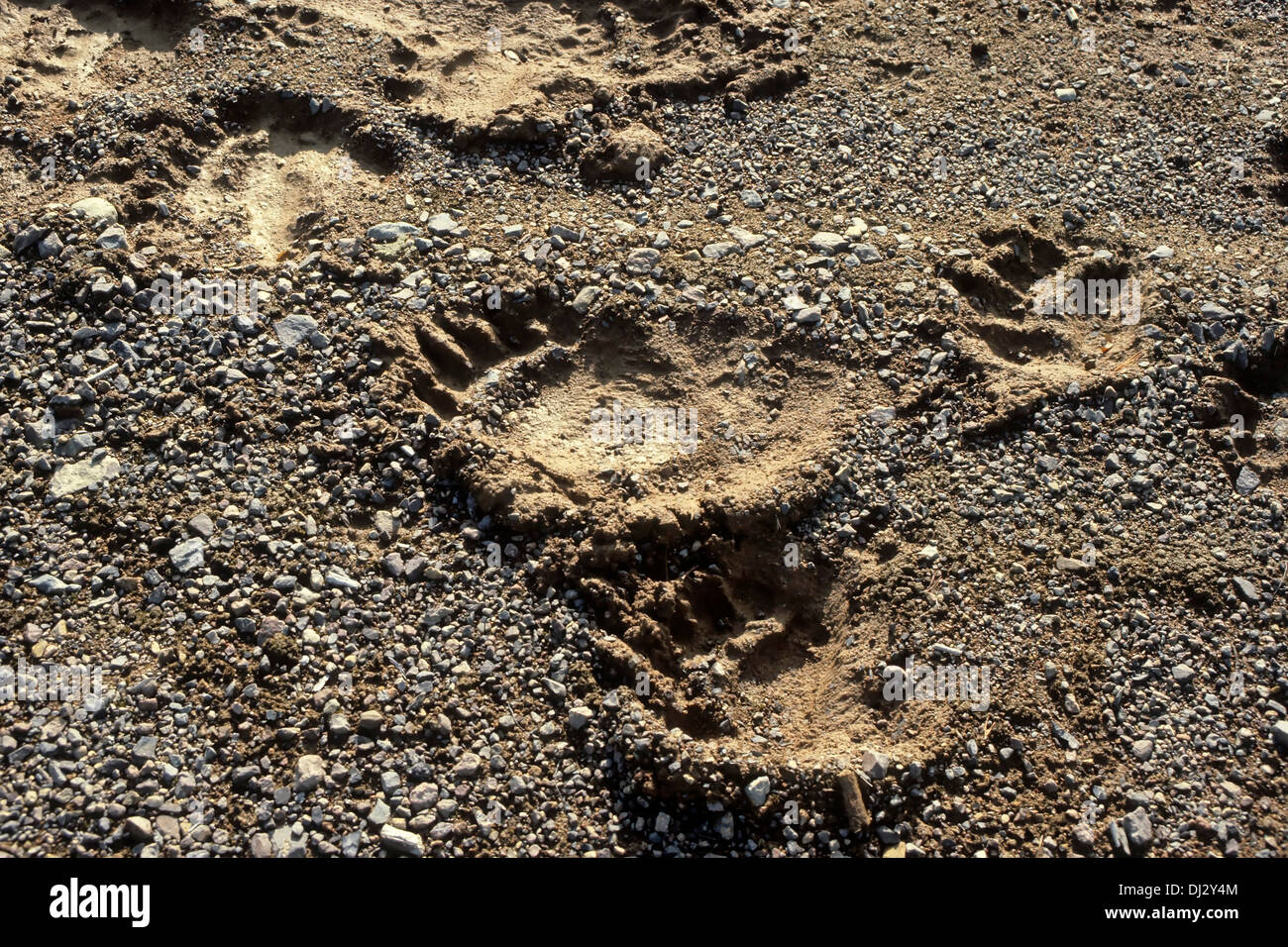 Footprint dell'orso bruno, l'orso bruno (Ursus arctos), Fußspur des Braunbärs, Braunbär (Ursus arctos) Foto Stock