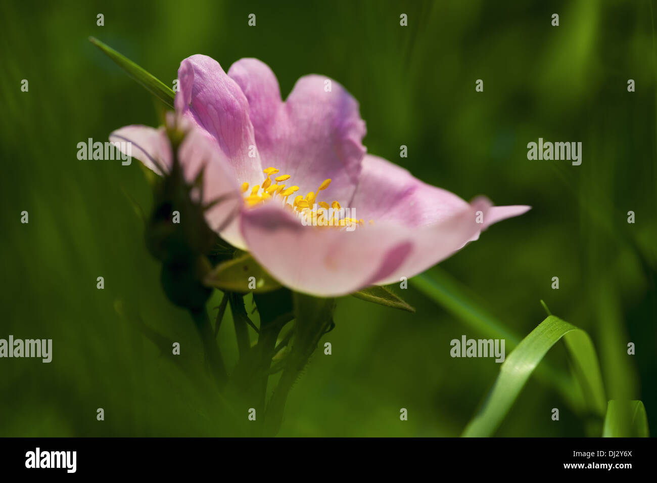 A fioritura primaverile anemone con petali di rosa Foto Stock