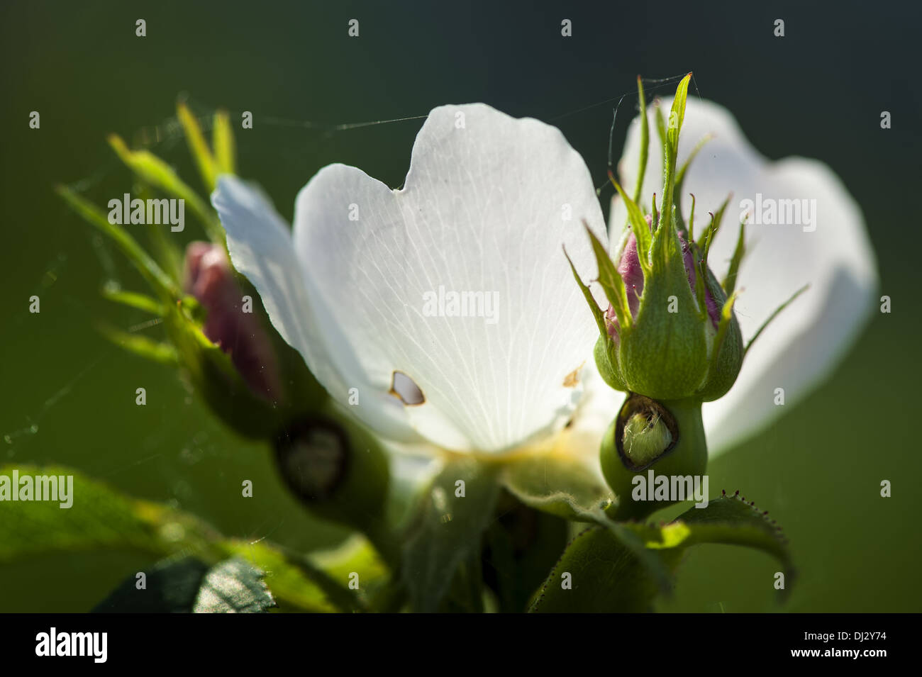 A fioritura primaverile anemone con petali di colore bianco Foto Stock