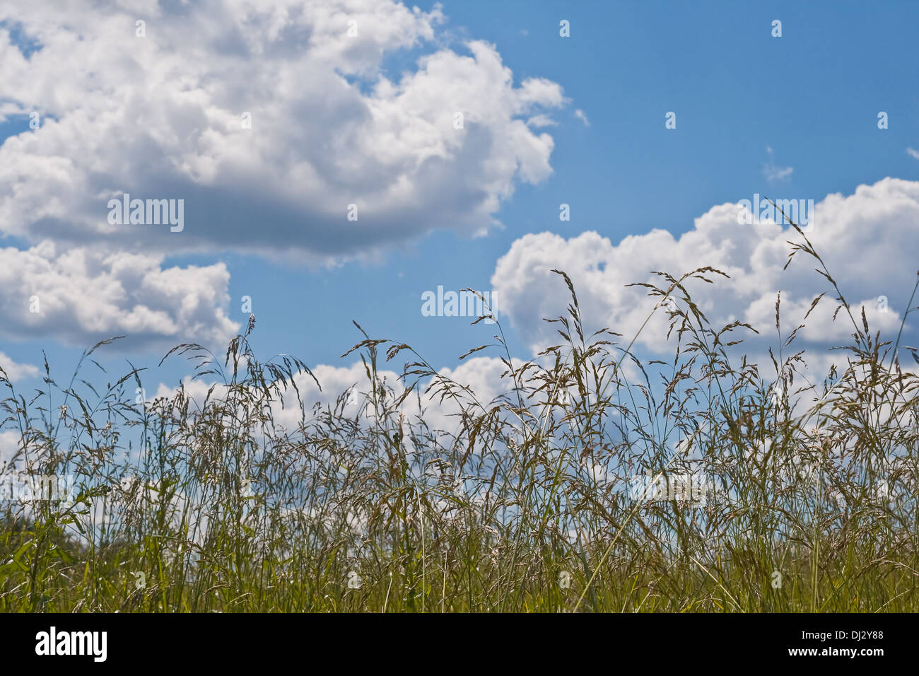 Campo giallo e il cielo con le nuvole in una giornata di sole Foto Stock