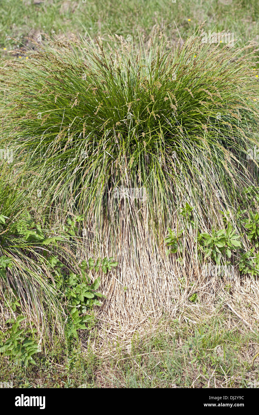 Carex paniculata, maggiore Tussock sed Foto Stock