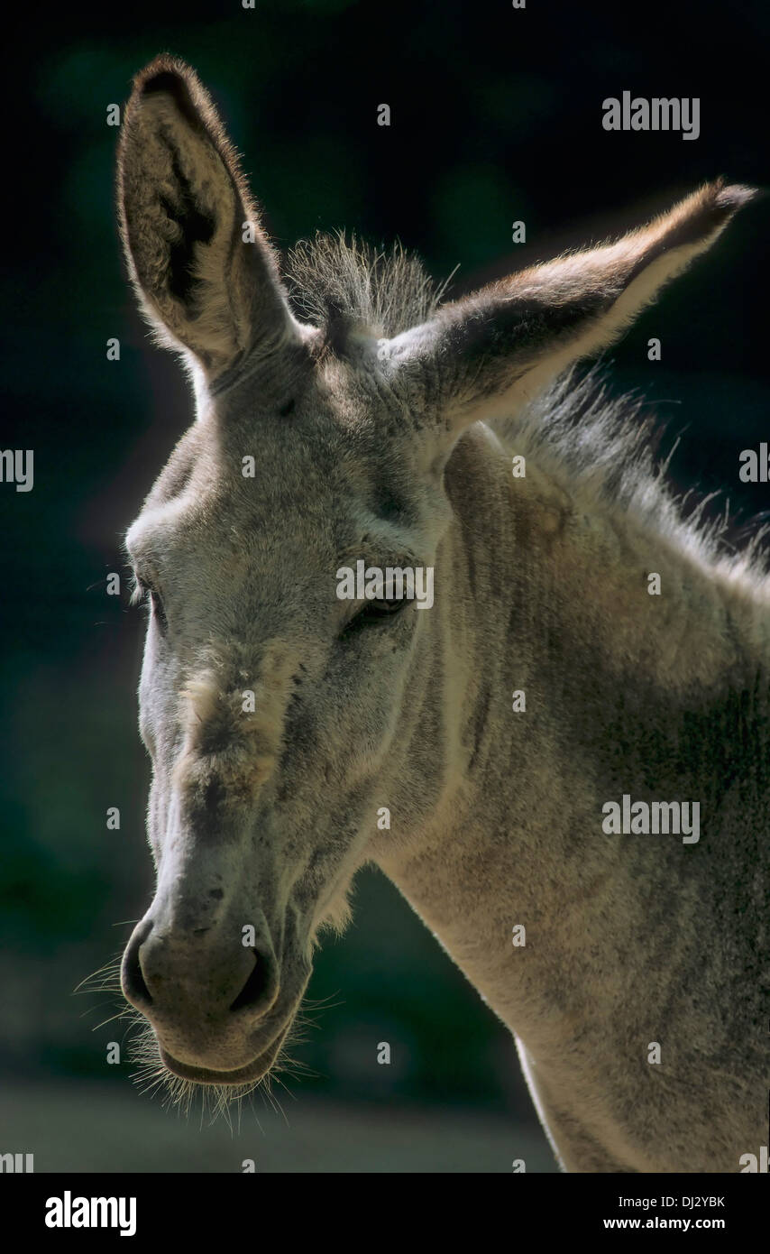 Maurizio, Hausesel,, asino, Hausesel (Equus asinus asinus) Foto Stock