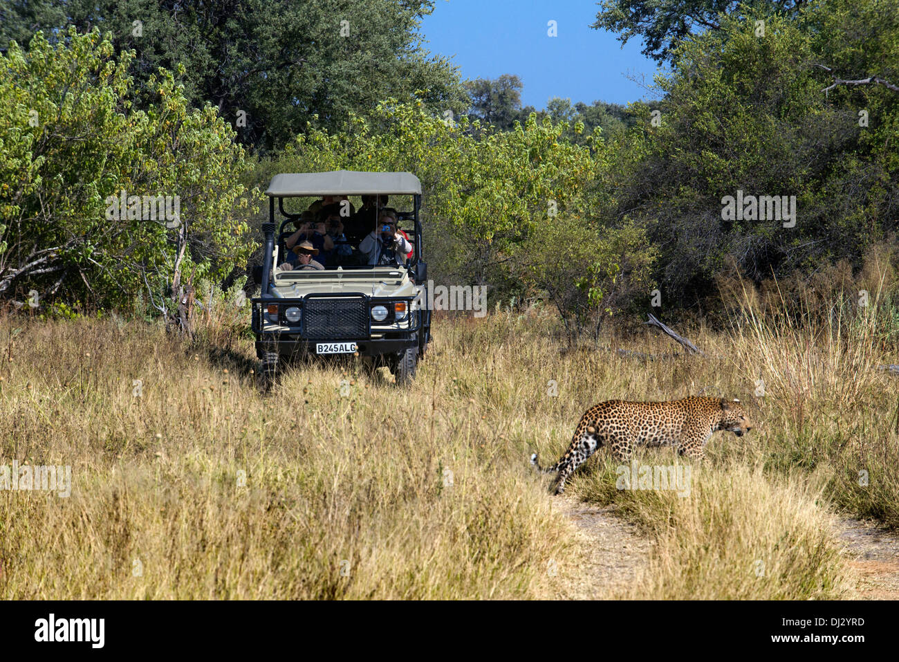 Un leopard corre a destra nella parte anteriore di uno dei 4x4 sono utilizzati per i safari camp vicino a Khwai River Lodge da Orient Express in Botswana. Foto Stock
