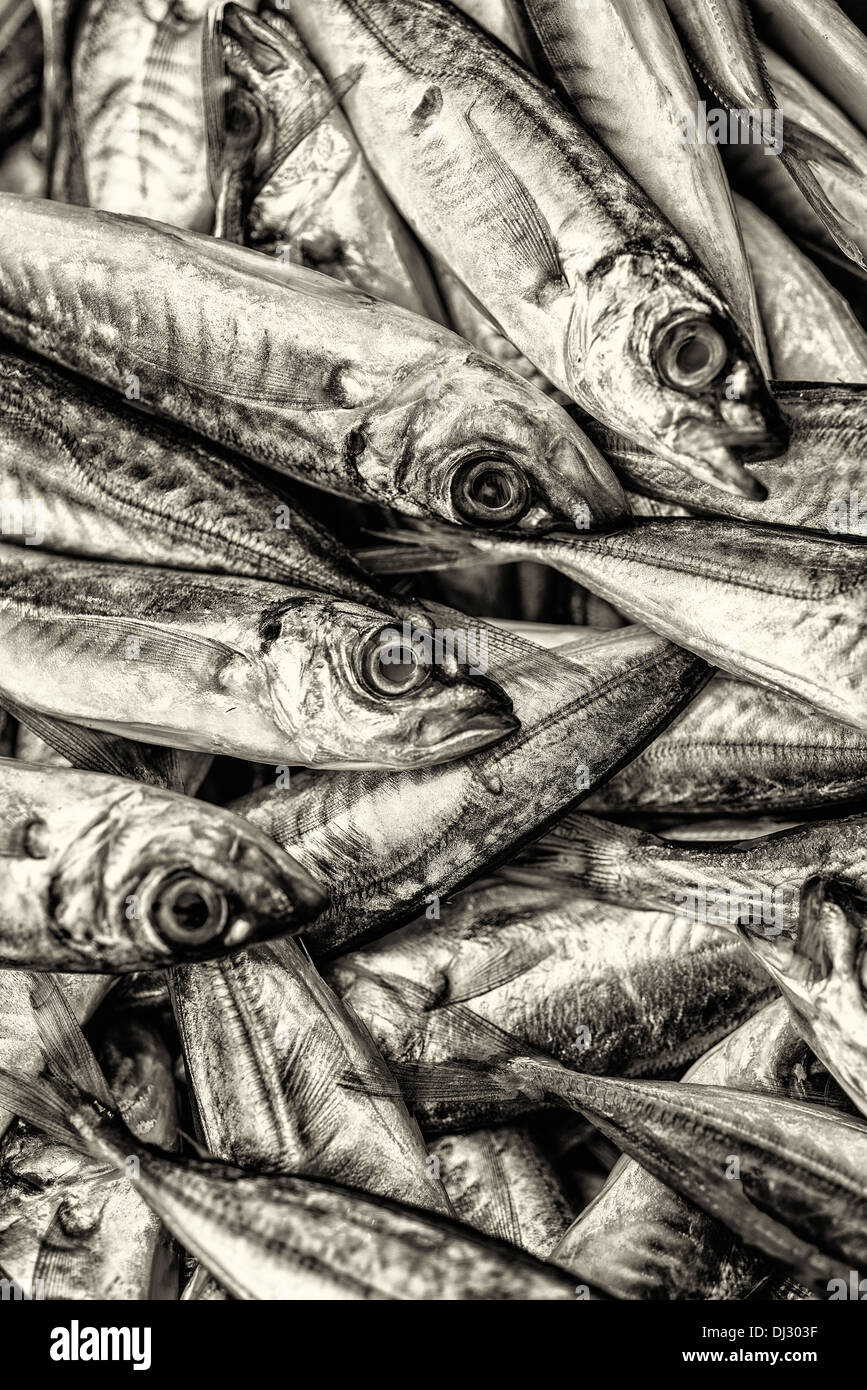 Mercato del Pesce industria della pesca della sardina di pesce a base di pesce di acqua salata sul mercato del pesce di mare di stack in una fila sfondi e animali domestici direttamente Foto Stock