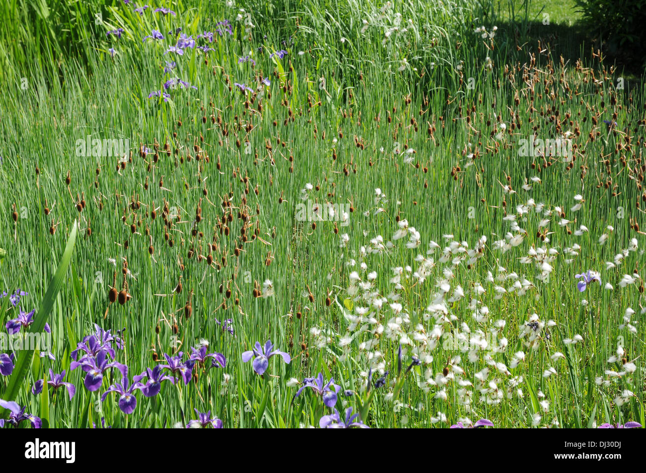 Nana, bullrush cottongrass Foto Stock