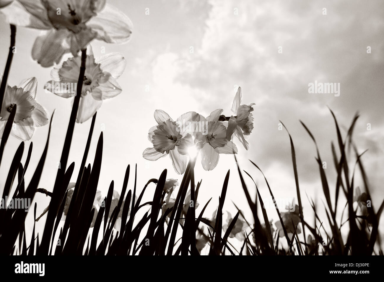 Il messaggio di saluto di primavera in bianco e nero Foto Stock