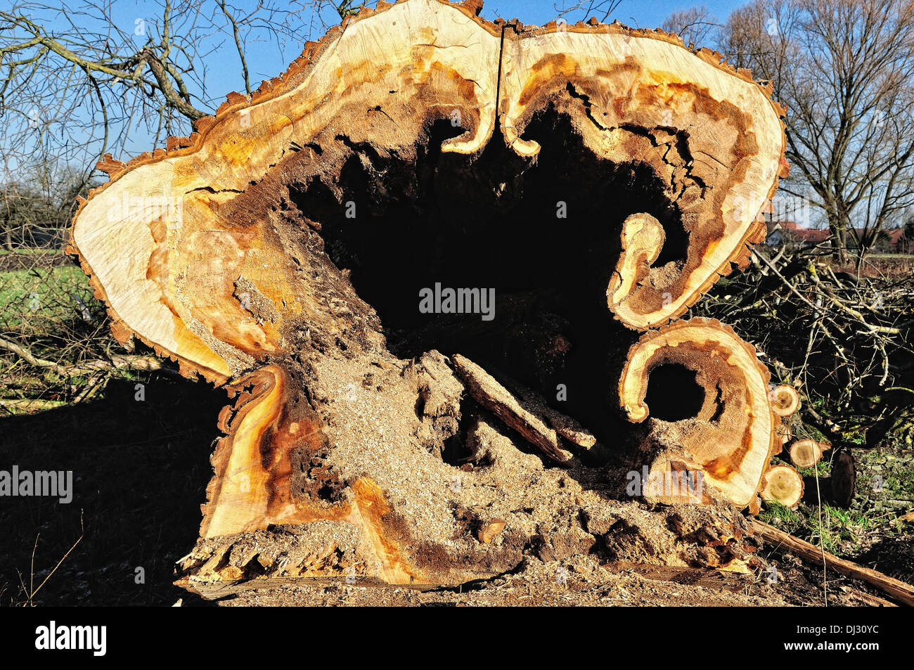 Vecchio Poplar Tree sul terreno Foto Stock