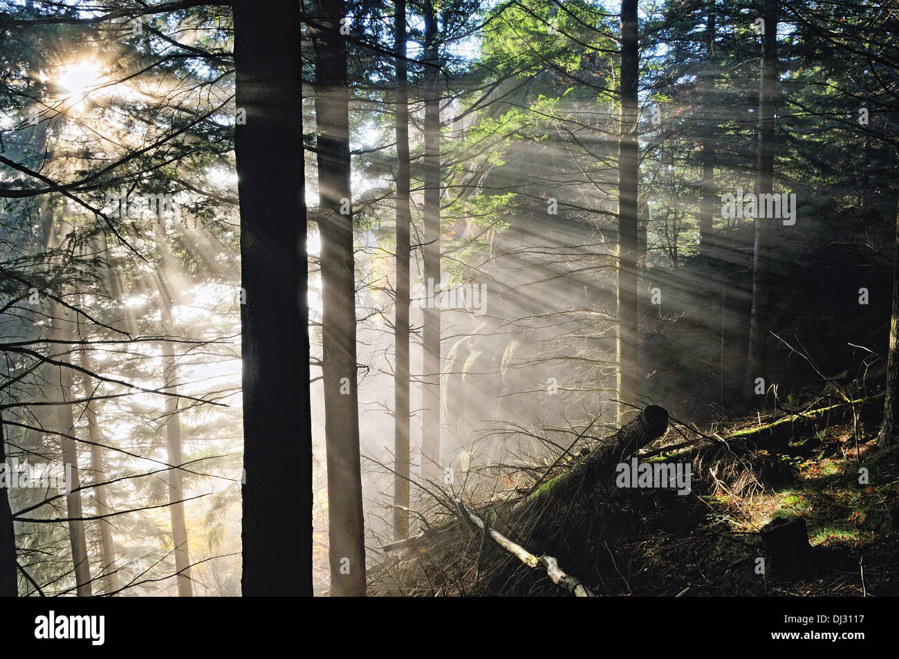 Sunray nella foresta di conifere Foto Stock