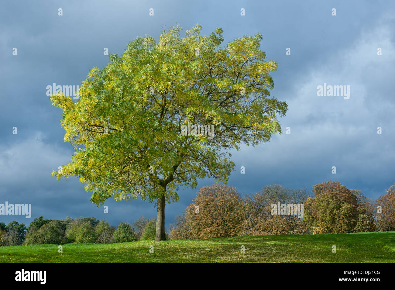Un bellissimo albero solitario, al vento, contro un tempestoso cielo grigio  Foto stock - Alamy