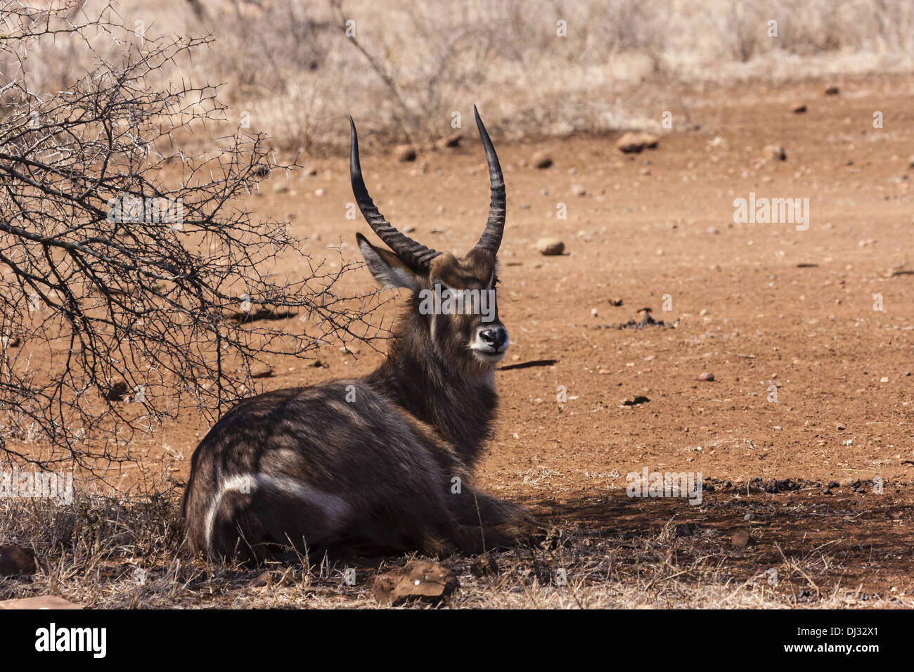 Waterbuck (Kobus ellipsiprymnus) Foto Stock