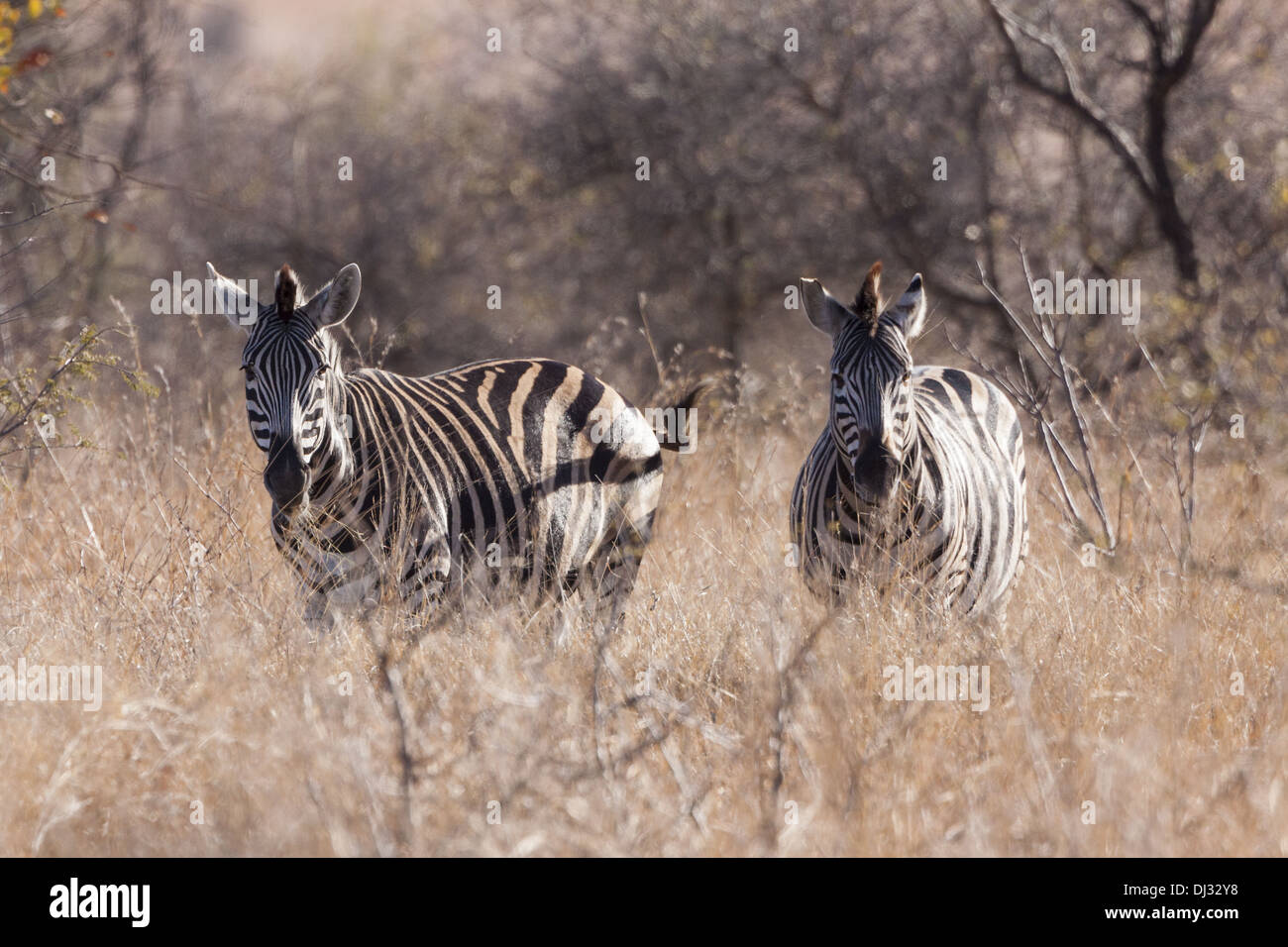 Le pianure Zebra (Equus quagga) Foto Stock