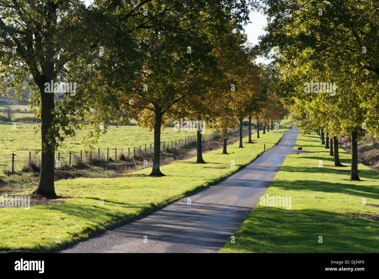 La strada che conduce a Batsford Arboretum vicino a Moreton in Marsh, il Costwolds REGNO UNITO Foto Stock