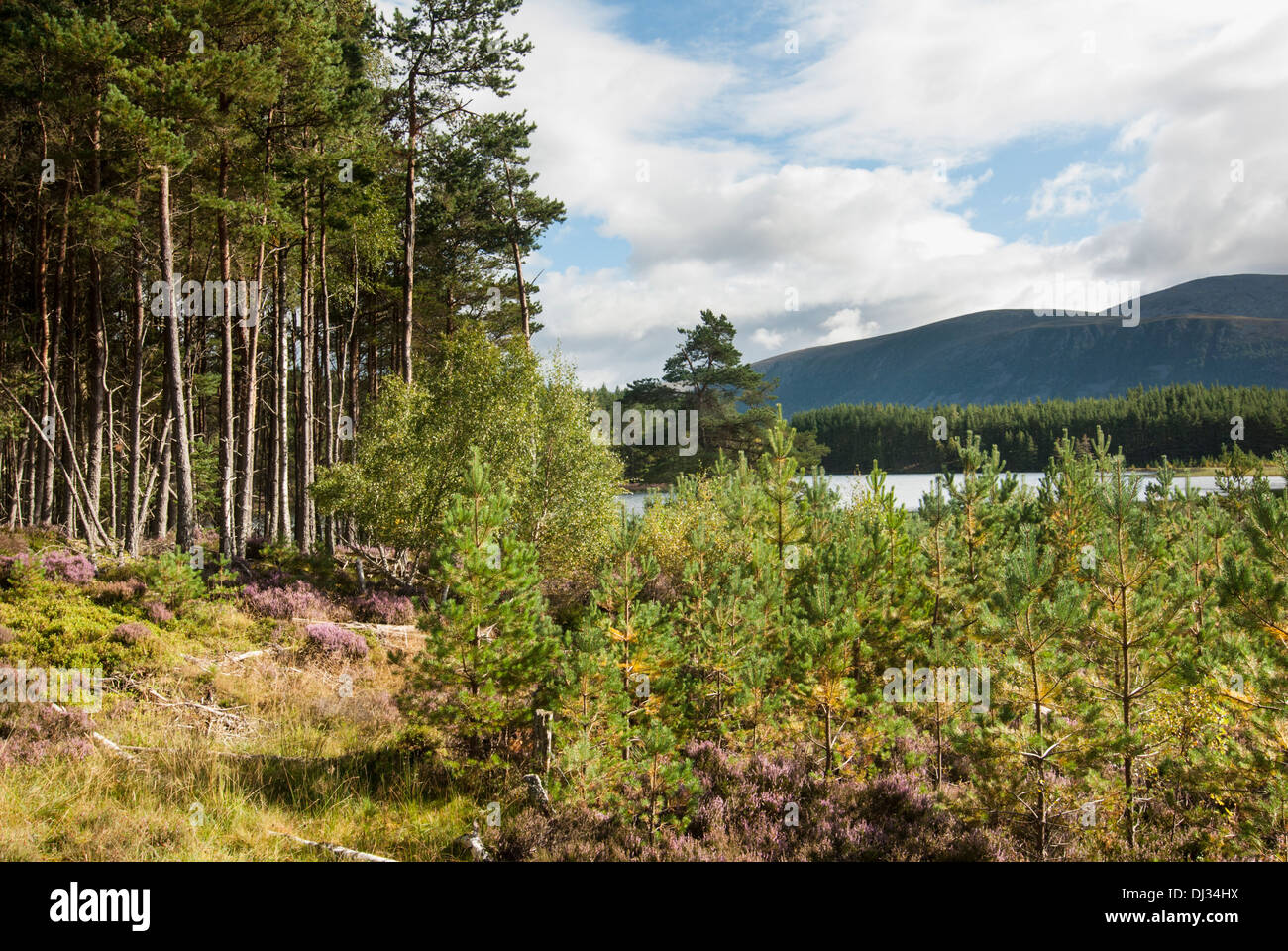 Vista del paesaggio di grande e alberello alberi su lochan Foto Stock