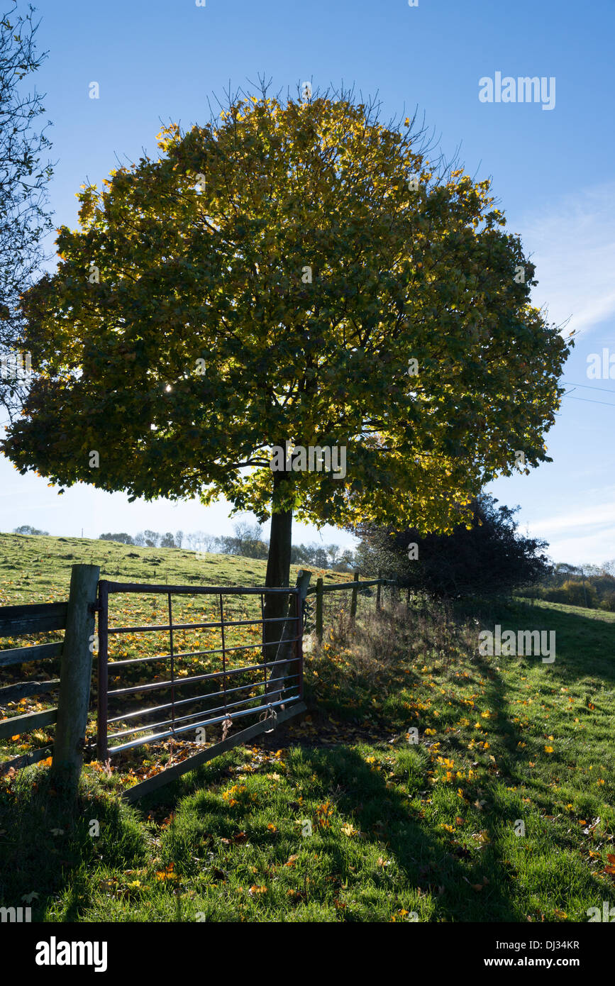 Un recinto di gate e albero a bordo di un campo in erba di pascolo o nel Regno Unito campagna autunnale Foto Stock