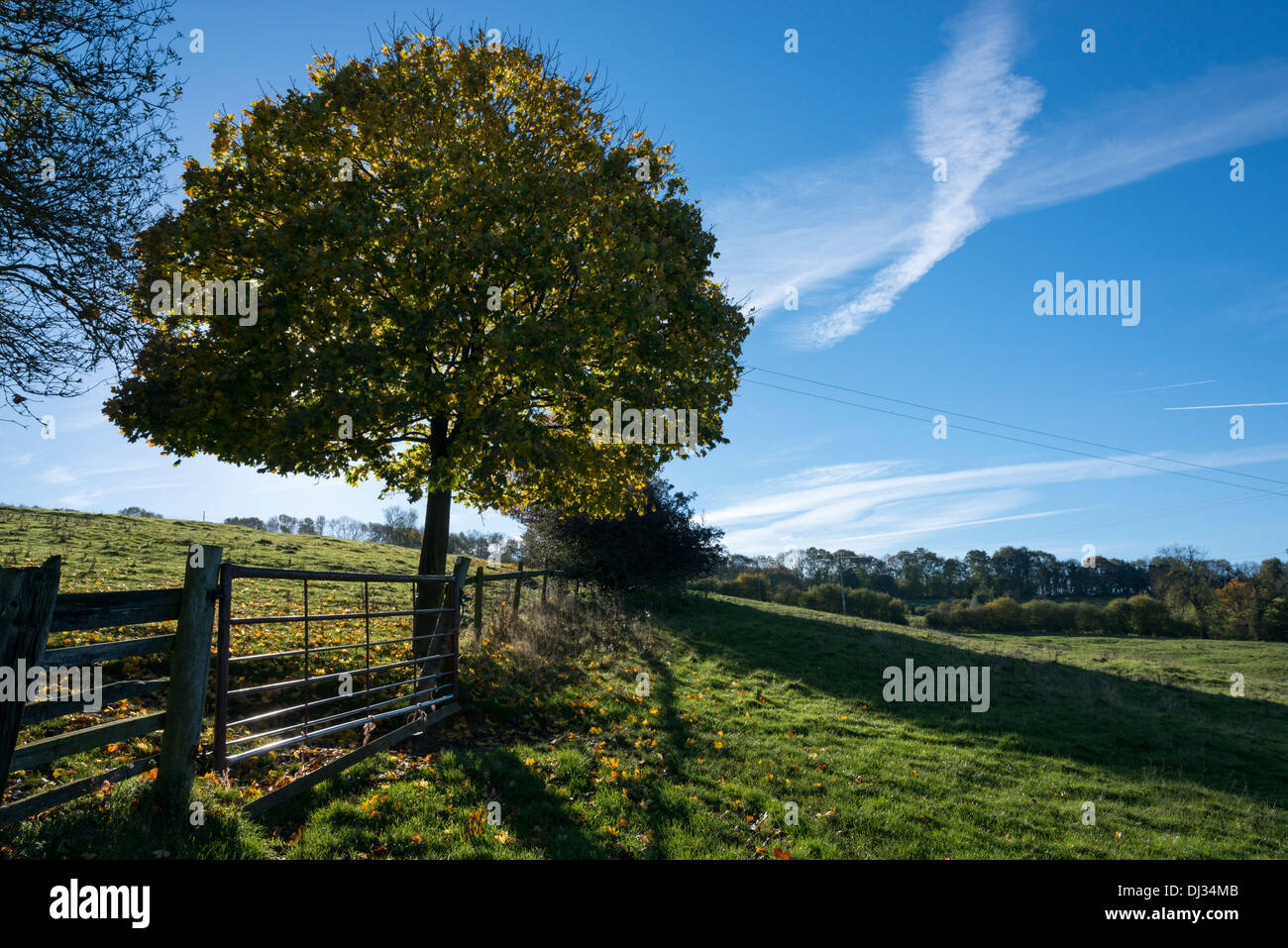 Un recinto di gate e albero a bordo di un campo in erba di pascolo o nel Regno Unito campagna autunnale Foto Stock