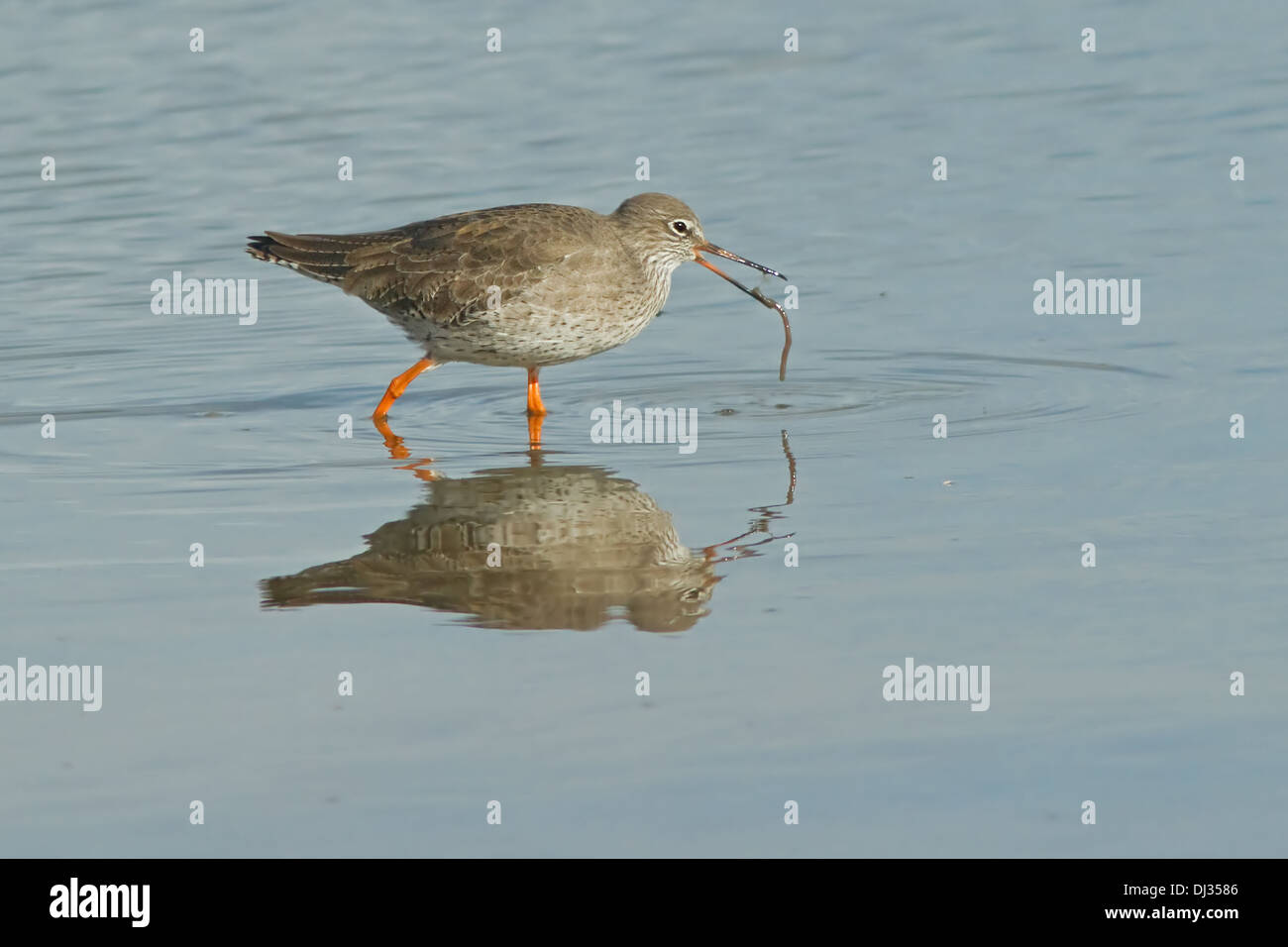 Redshank con un worm su Brownsea Island Foto Stock