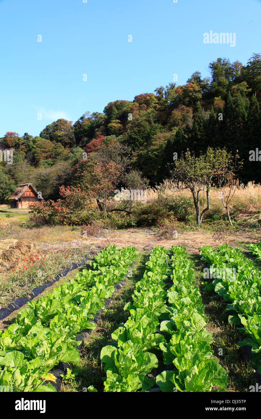 Giappone, Hida, Shirakawa-go, orto, paesaggio, Foto Stock